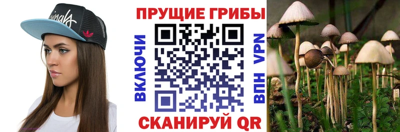 наркотики  Зуевка  Галлюциногенные грибы MAGIC MUSHROOMS 